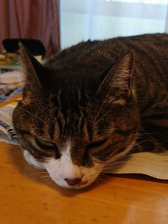 木下トリミングサービス お留守番をしている猫ちゃんワンちゃんのお世話やトリミングをいたします